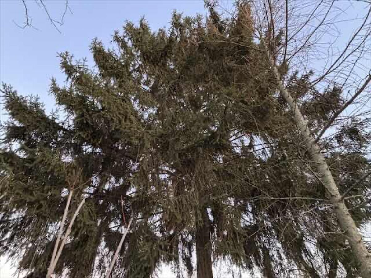 Облачно и сыро: какой будет погода в Брянской области 28 марта