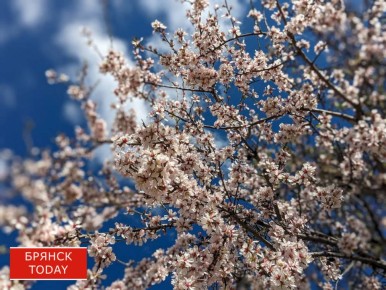 Весна станет настоящим адом: брянских аллергиков ждёт рекордная пыльца за последние 10 лет