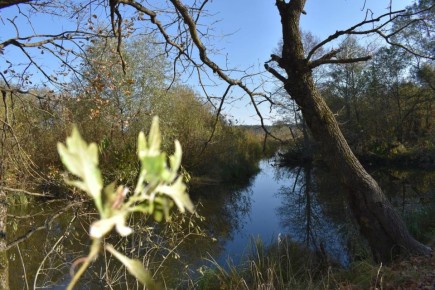 Мощное арктическое вторжение. Тишковец пообещал брянцам похолодание