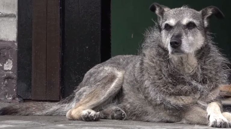 В Брянске суд обязал выплатить 80 тысяч рублей девочке, которую укусила бродячая собака