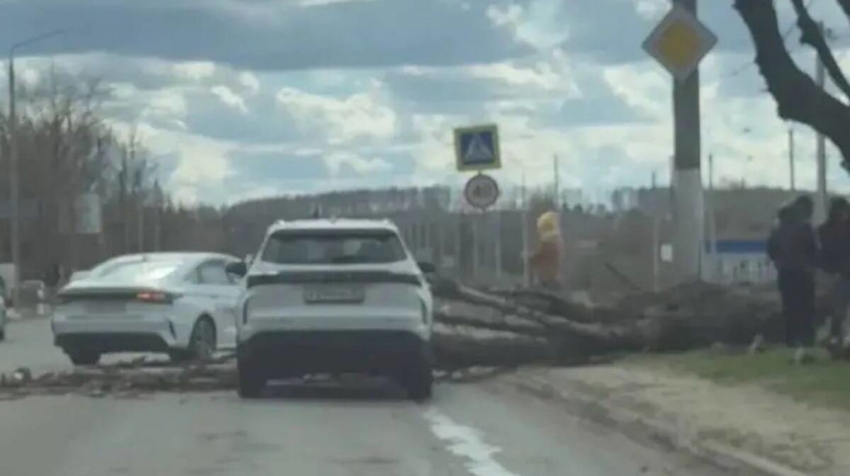 В Брянске на Литейной дерево рухнуло на припаркованные автомобили