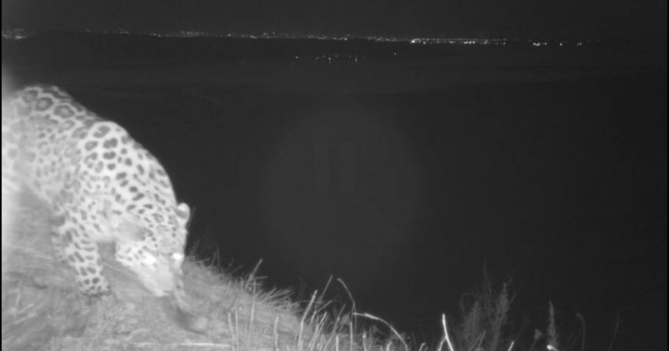 Брянцы могут выбрать имя для котёнка дальневосточного леопарда