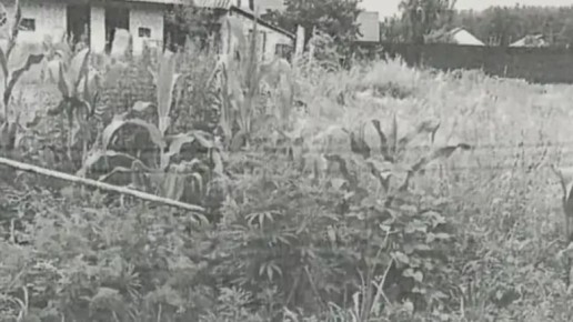 Брянский пенсионер лечился от бронхита и получил срок за выращивание конопли