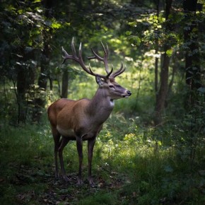 � �������� ������� ����� ������ ����������� ������