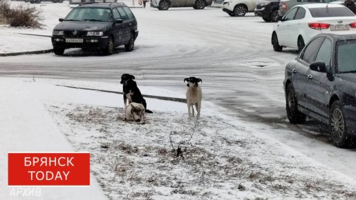 В Почепе кусачая бродячая собака обошлась администрации в 30 000 рублей