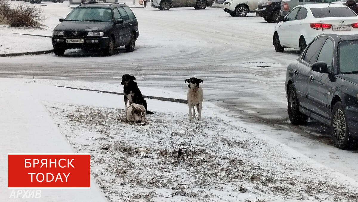 В Почепе кусачая бродячая собака обошлась администрации в 30 000 рублей