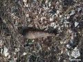 В Брянском районе нашли 81-мм мину военных лет