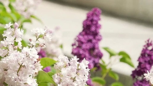 ��� ������ ����� ���������� ����� ��� ������� � 2026 ����