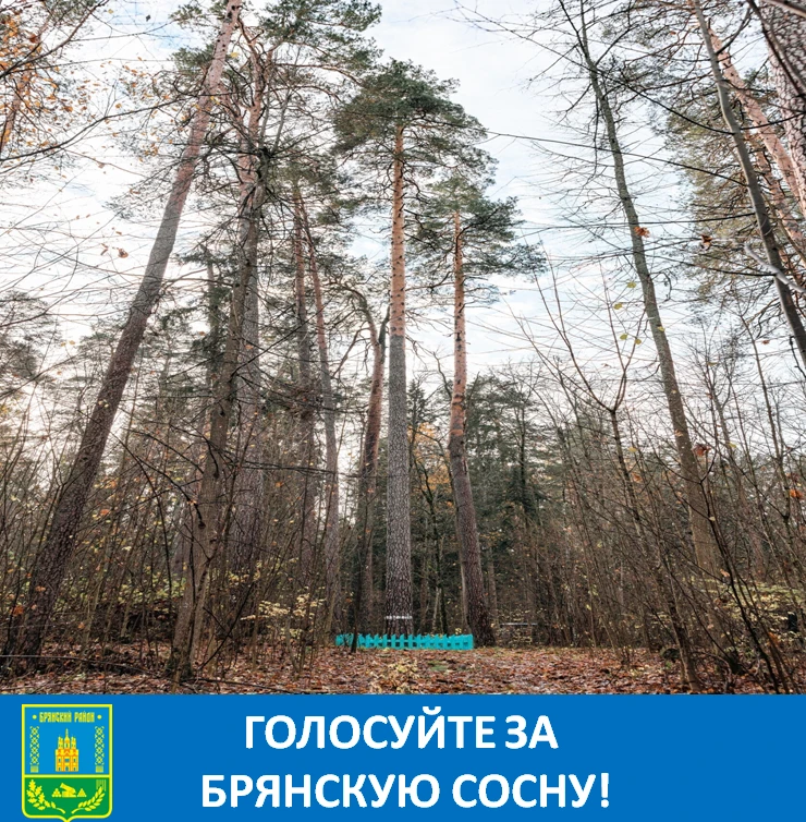 ГОЛОСУЙТЕ ЗА БРЯНСКУЮ СОСНУ!