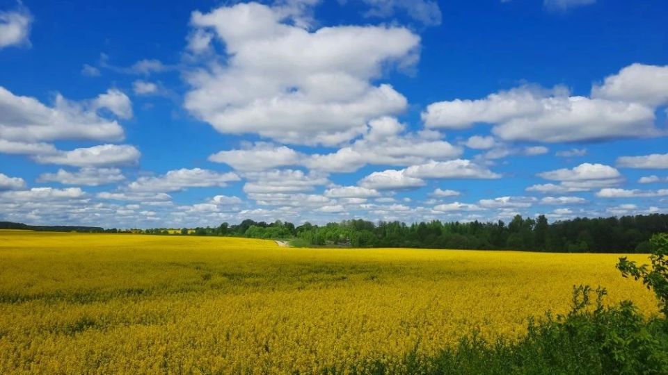 За Любохной, по пути на Брянск, — золотое поле цветущего рапса