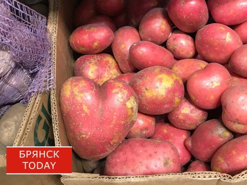 Брянский картофель начал уступать место импорту на прилавках