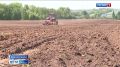 На протяжении нескольких лет площади под овощными культурами нашего региона не сокращались и составляют порядка 500 гектаров