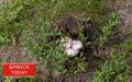Брянские грибники рискуют спутать зонтики с ядовитыми двойниками
