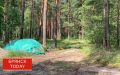 Брянцам рассказали о новых запретах в лесах