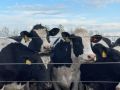 Брянец отсудил за ДТП с коровой 50 тыс рублей