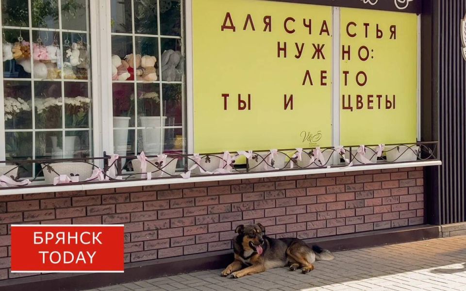 Из Брянской области с начала года вывезли за рубеж 19 собак и 5 кошек