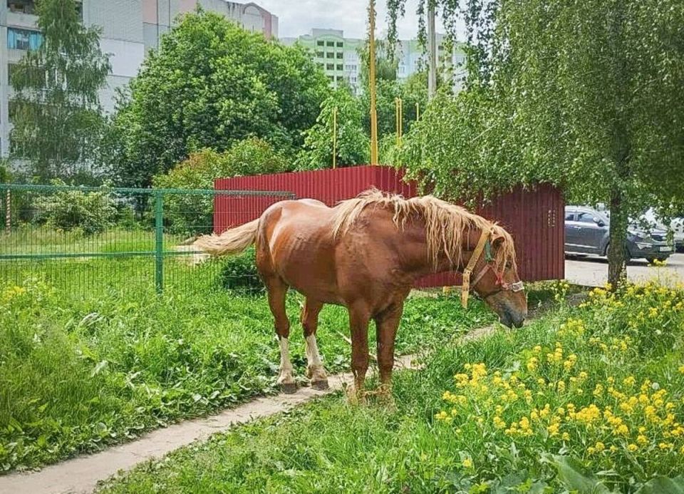 В центре Брянска администрация выловила коня
