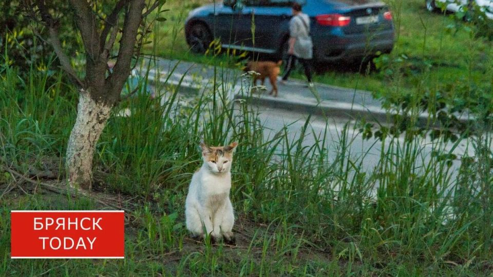 На Брянщине в 2025 году потерялось более 1600 кошек и собак