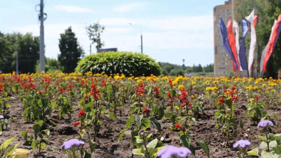 Брянск цветет: городские клумбы украсили более 160 тысяч цветов