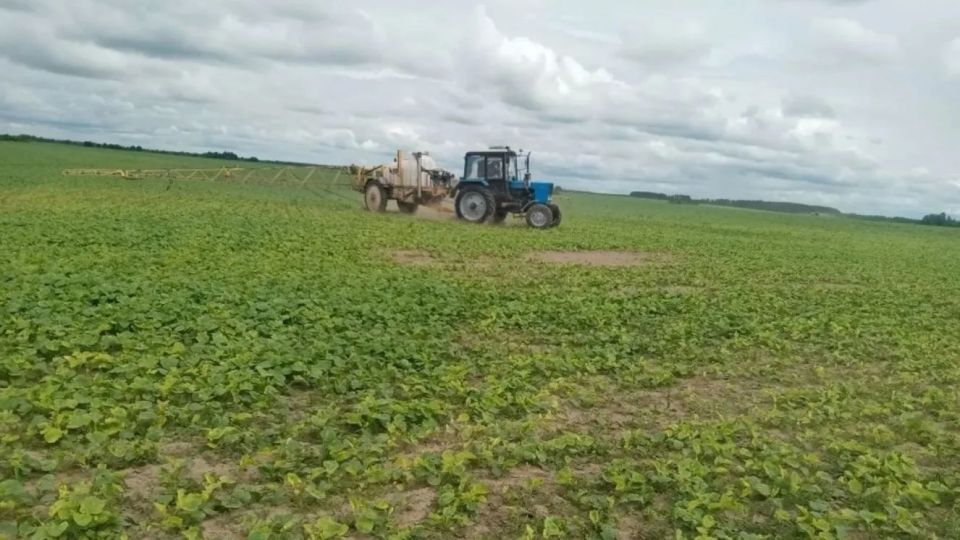 Аграрии Красногорского района приступили к интенсивному уходу за посевами