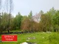 С арендатора леса в Брянской области взыскали 60 млн