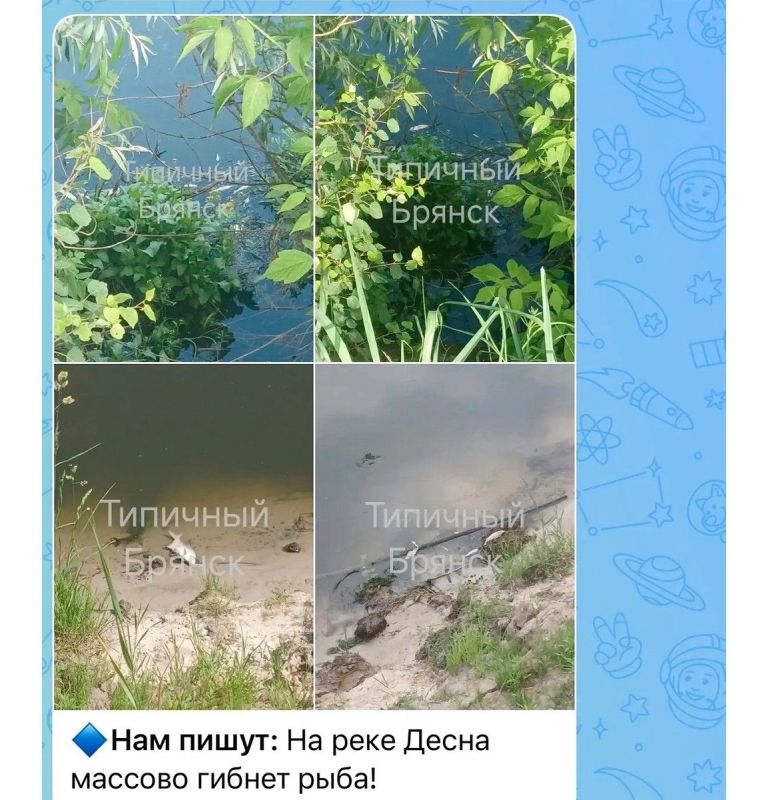 Брянская природоохранная прокуратура начала проверку по факту массовой гибели рыбы в Десне