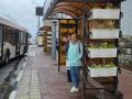 В Брянске пять остановок впервые украсили вертикальным озеленением