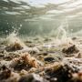 Брянцев предупредили о фейках про кишащее паразитами Чёрное море