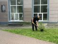 В сквере Поручикова распустится гортензия