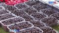 На брянском участке госграницы тщательно проверяют фрукты