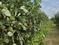 Брянское хозяйство собрало почти 95 тонн малины