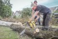 На Чашином кургане спилят больные ясени