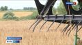 В Брянской области из-за дождей уборочная кампания началась на неделю позже