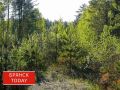 На Брянщине активно восстанавливают леса