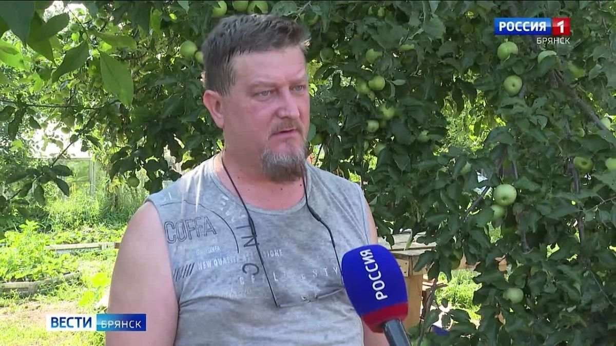 В этом году на Брянщине планируется собрать не менее 25 тысяч тонн яблок