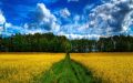 10 августа: +25 градусов, облачность и тихий ветер