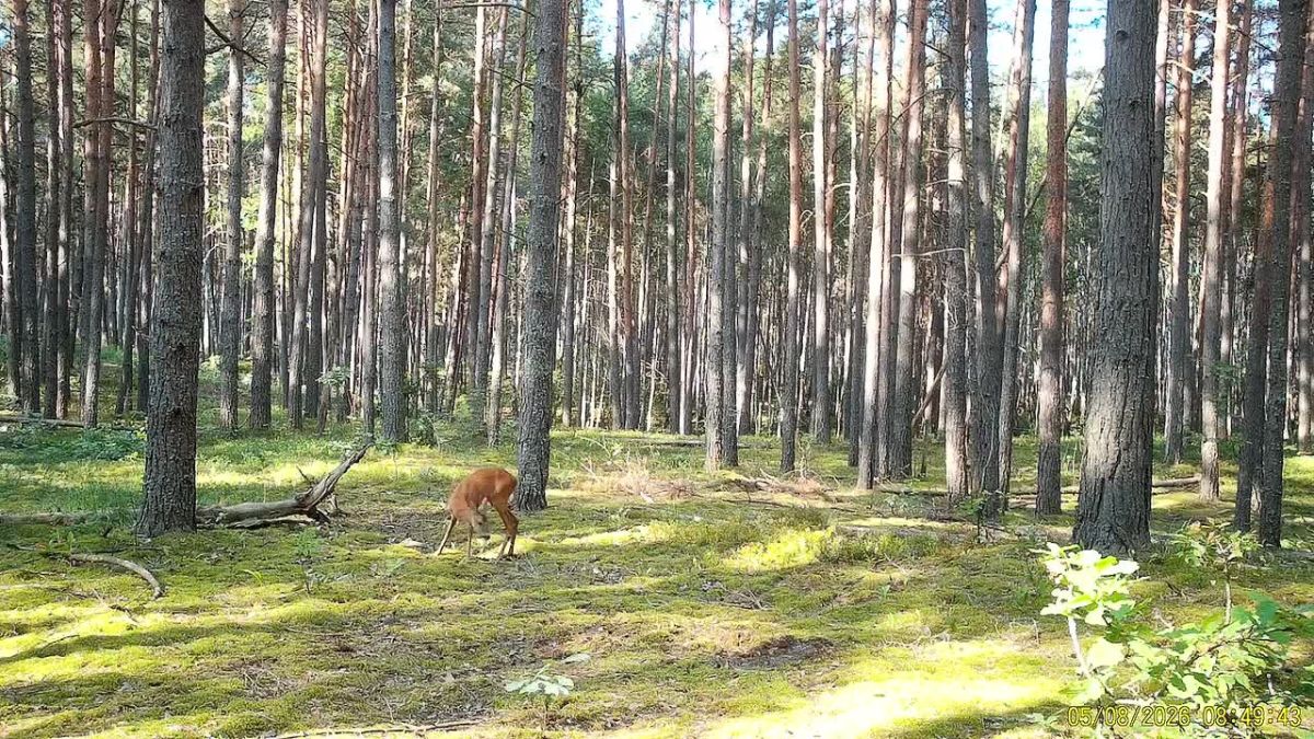 В этот раз фотоловушка заповедника «Брянский лес» поймала косулю