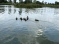 Старика из Брянска оштрафовали на 40 тысяч рублей за незаконную рыбалку