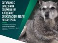 Горожанин поинтересовался, когда животных уберут с территории захоронений