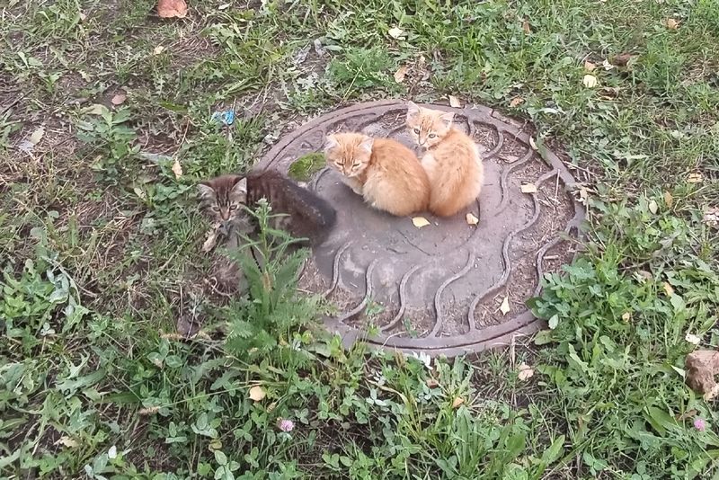 На Мичурина в Брянске женщина провалилась в открытый люк