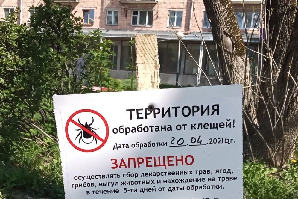 Жителям Брянской области напомнили, что делать при укусе клеща