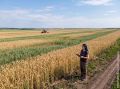 В Севском районе убрали 76% зерновых при урожайности выше областной