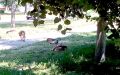 ����������� ��������� �������� 60 ����� ������ ��������-��������, ������������� �� ���� ������