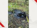Под Брянском спасатели три часа вытаскивали коня из битумной ямы