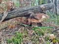 Аномальная грузоподъемность белого гриба зафиксирована в заповеднике «Брянский лес» накануне Дня работников леса