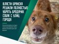 Только в прошлом году стерилизацию прошли 575 особей
