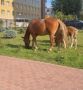 В Брянске лошади пришли на выгул к зданию прокуратуры
