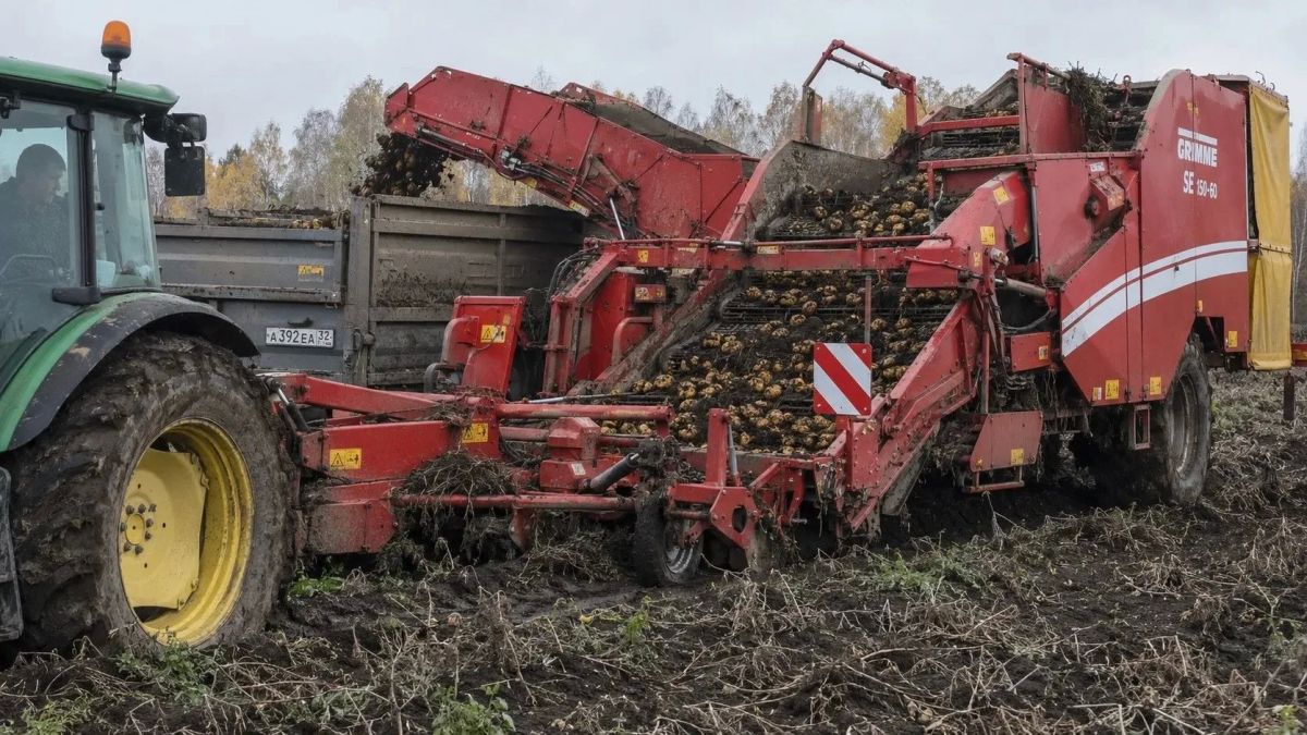 Брянщина перевыполнила норму самообеспечения картофелем больше чем в два раза