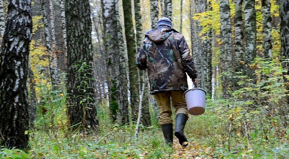 В Брянской области грибники подорвались на взрывном устройстве – пострадали два человека
