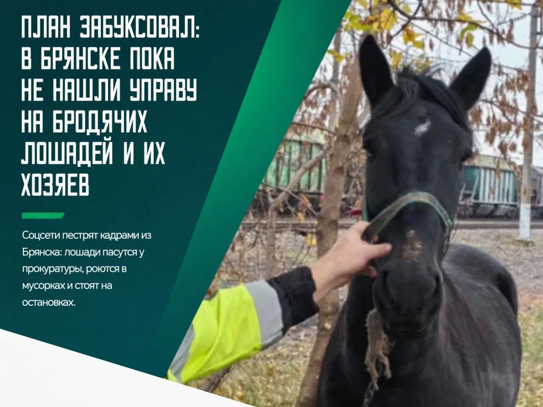 Специальная комиссия из городской и районной администраций, а также дорожного управления проверила места в Брянске, где в соцсетях замечали лошадей